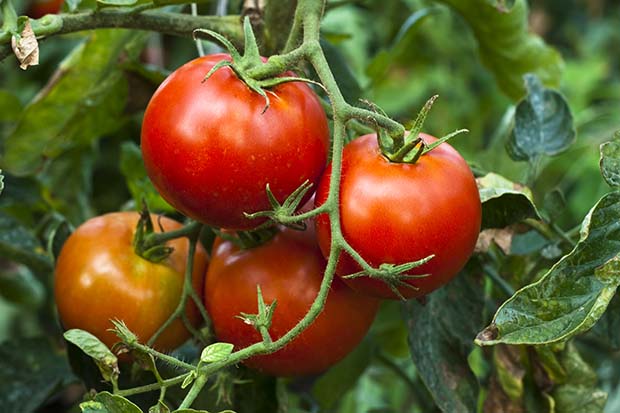 Tomaten anpflanzen