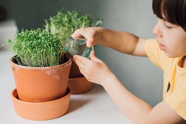 Gärtnern mit Kindern Kresse pflanzen