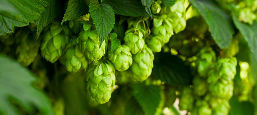 Sichtschutzpflanzen bienenfreundlich Hopfen