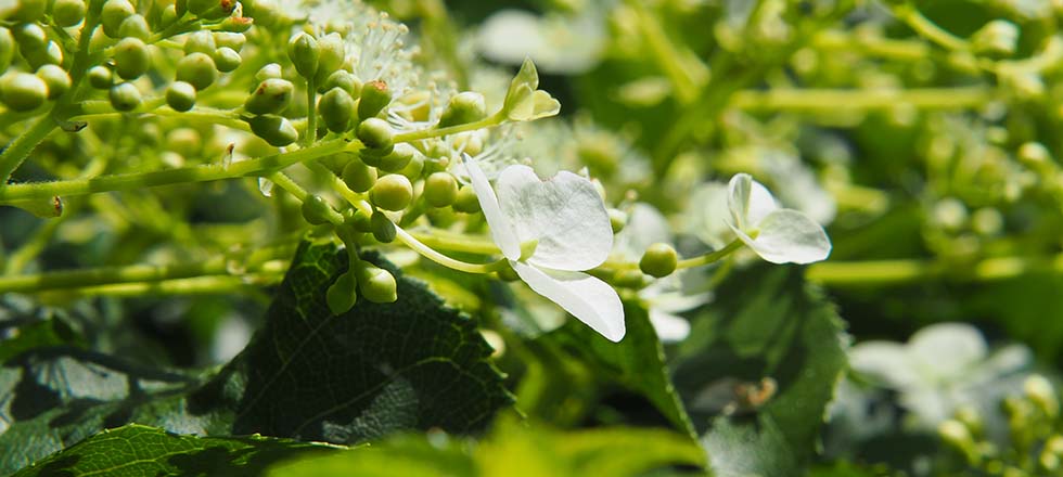 Sichtschutzpflanzen bienenfreundlich Kletterhortensie