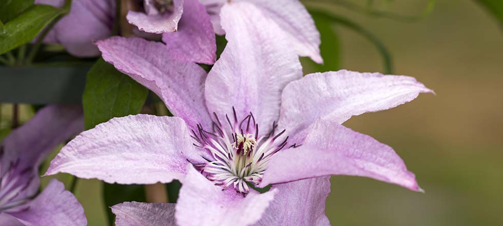 Sichtschutzpflanzen Blüten Clematis Waldrebe