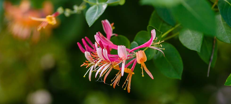 Sichtschutzpflanzen Blüten Geissblatt