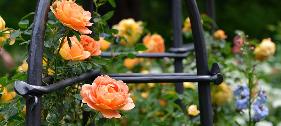 Sichtschutzpflanzen Blüten Kletterrose