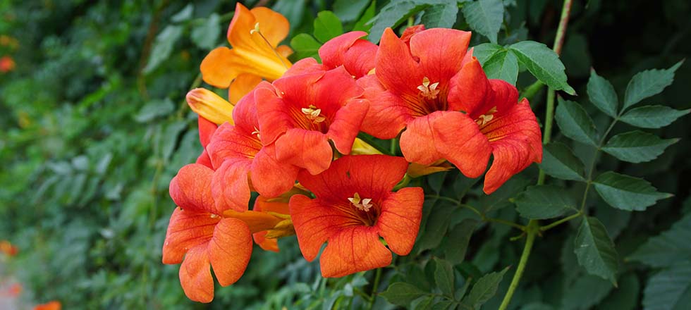 Sichtschutzpflanzen Blüten Trompetenblume