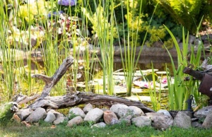 Teich bepflanzen So erschaffst du dein Wasserparadies!