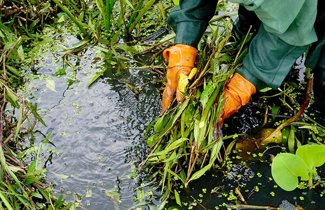 Teich bepflanzen pflegen