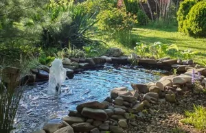 Teich bepflanzen So erschaffst du dein Wasserparadies!