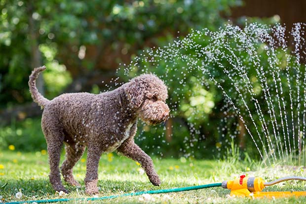 Tipps gegen Hitze Hunde Haustiere