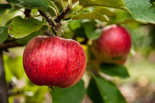 Apfelbaum pflanzen und pflegen