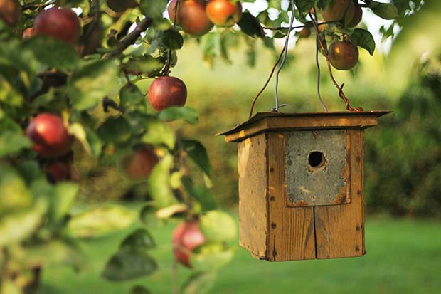 Apfelbaum pflanzen Pflege Schädlinge vorbeugen