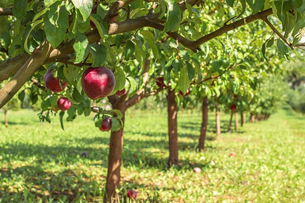 Apfelbaum pflanzen Standort