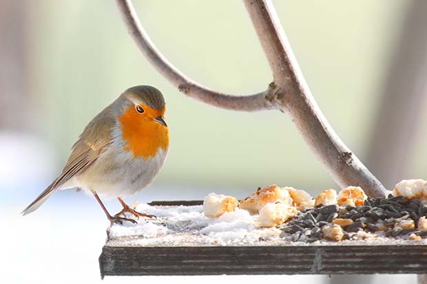 Tiere im Winter Futterstelle Vogel