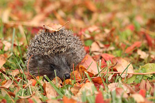 Tiere im Winter Winterschlaf & Winterstarre Igel