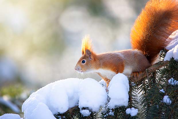 Tiere im Winter