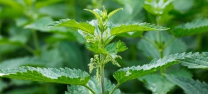 Unkraut im Garten entfernen oder nutzen