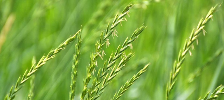 Unkraut im Garten entfernen oder nutzen