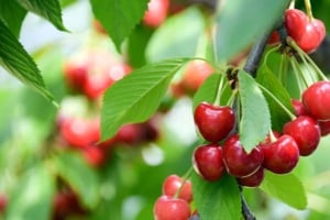 Kirschbaum pflanzen und pflegen