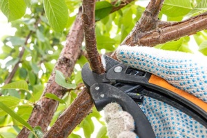 Kirschbaum pflanzen und pflegen