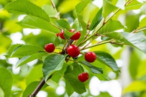 Kirschbaum pflanzen und pflegen