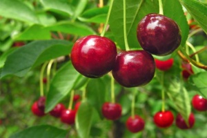 Kirschbaum pflanzen und pflegen