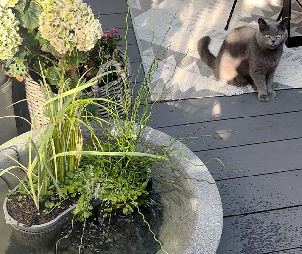 Anleitung: katzenfreundlichen Miniteich anlegen.