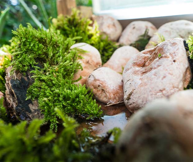 Bienentränke für den Garten bauen.