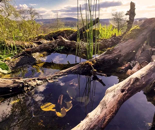 DIY Anleitung: Naturteich anlegen.