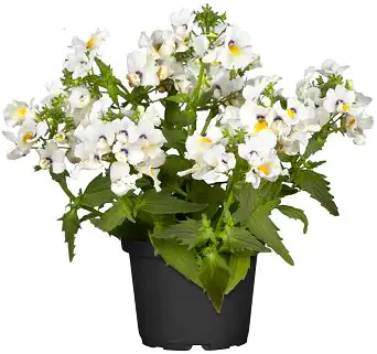 Elfenspiegel Nemesia im 13 cm Topf