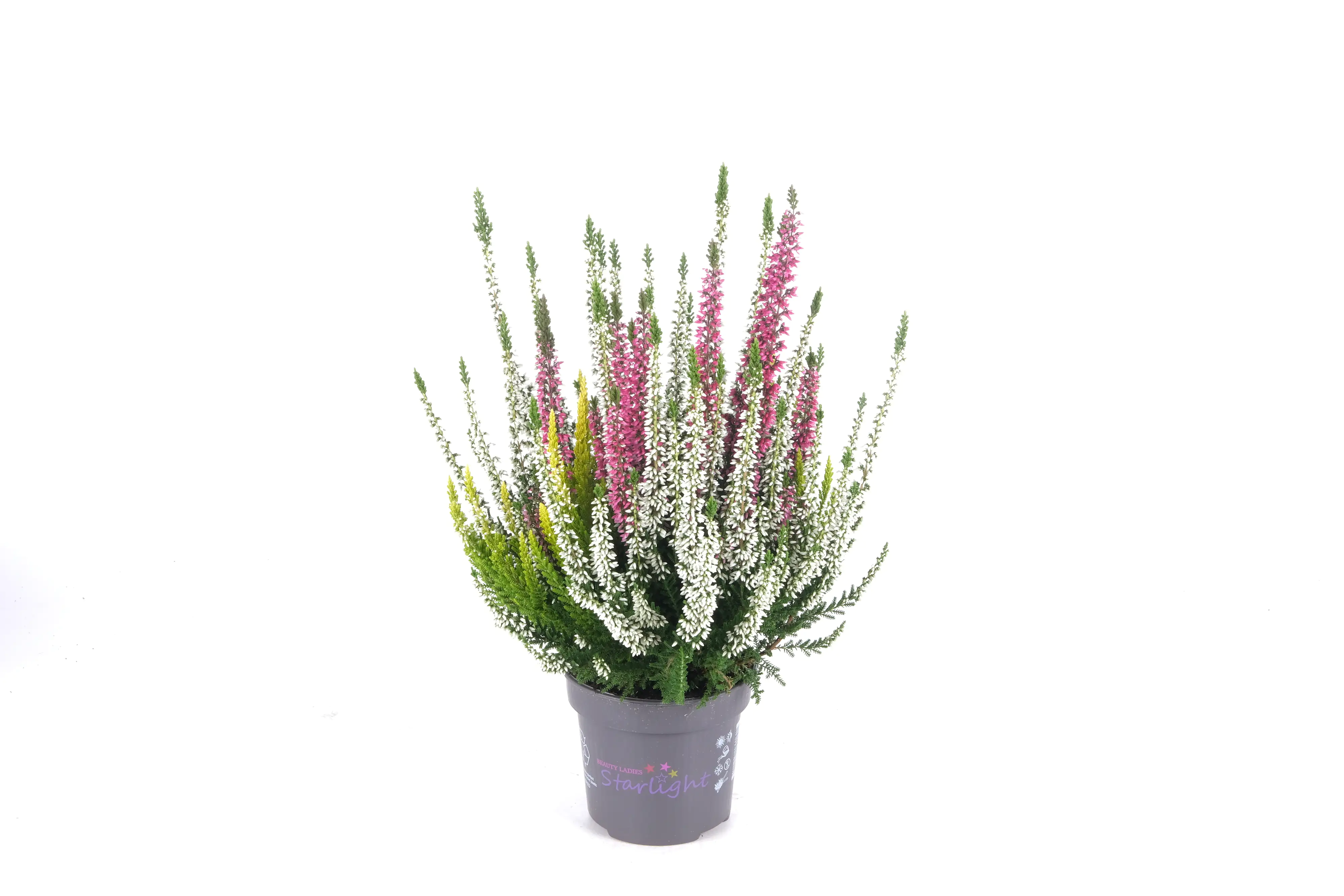 Sommerheide Calluna Beauty Ladies Starlight 13 cm Topf