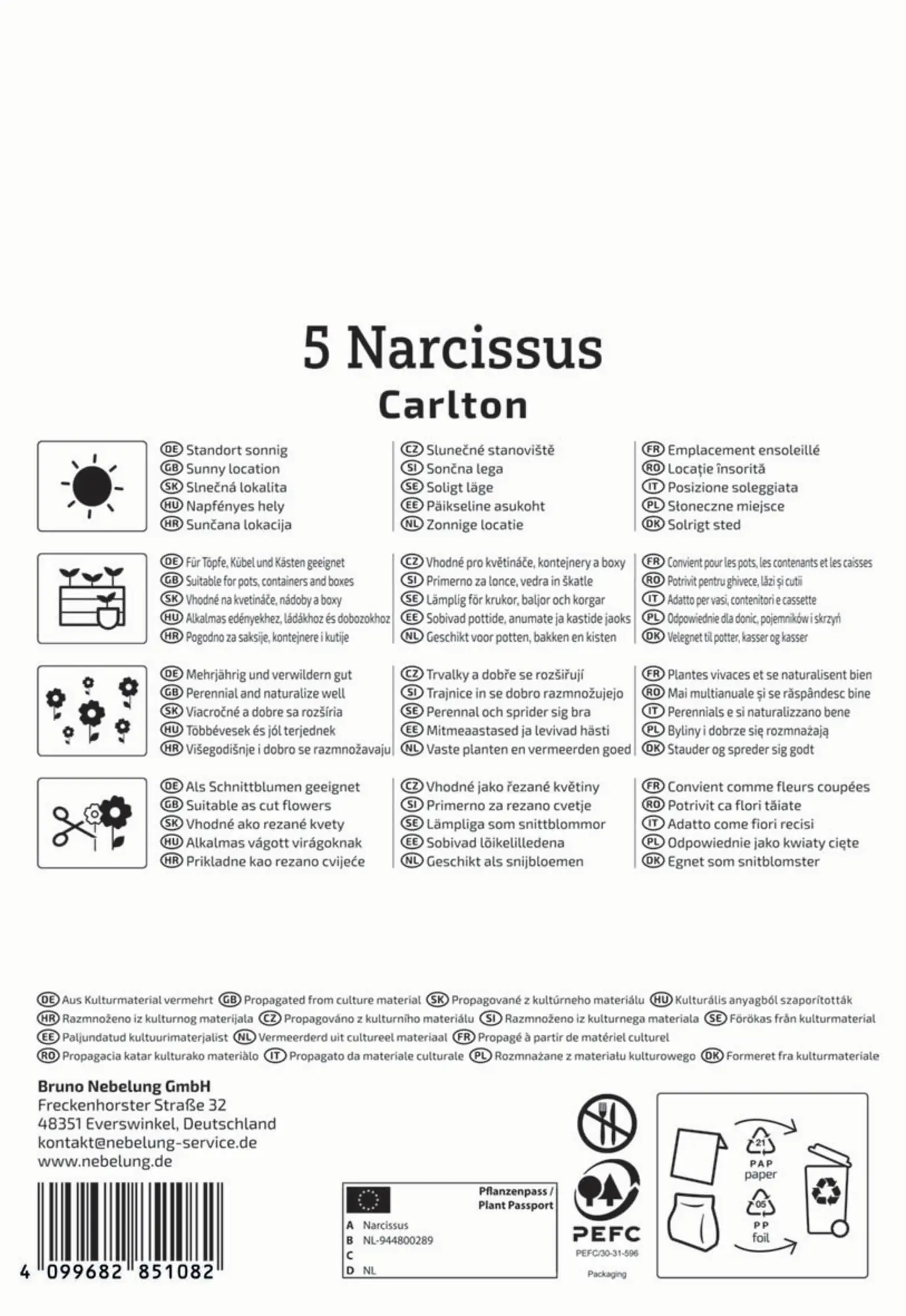 Kiepenkerl Herbstblumenzwiebel Narzisse Carlton 5 Pflanzen