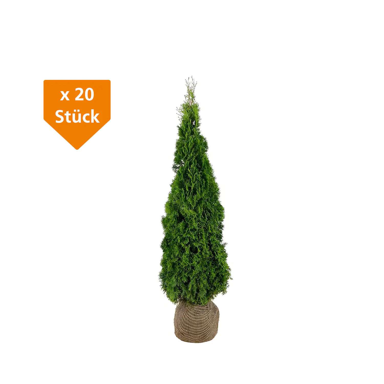 Lebensbaum Thuja occ. Smaragd H 120 - 140 cm, 20 Stück