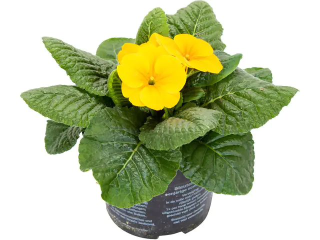 Primel Primula H 15 cm 10,5 cm Topf