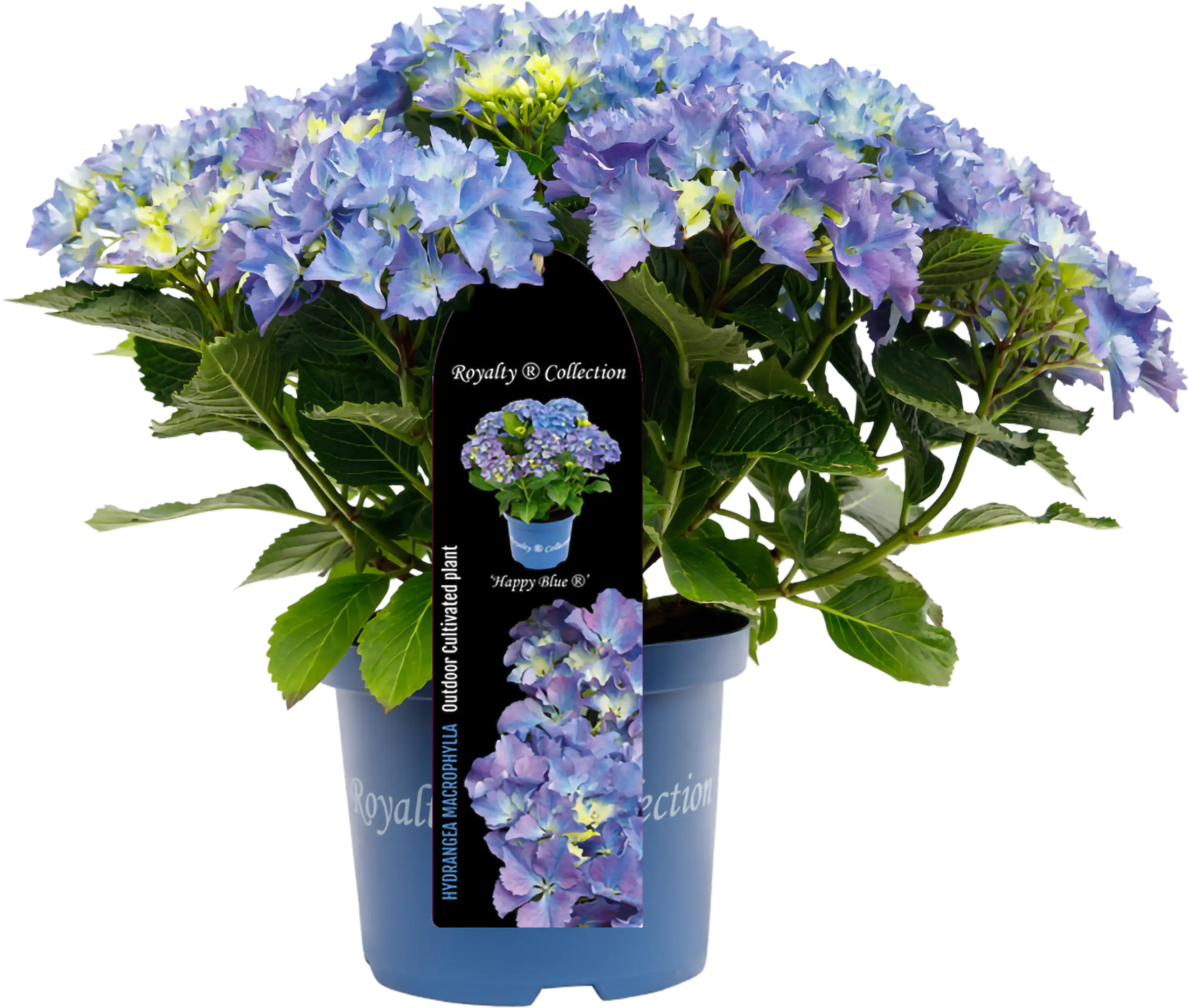 Gartenhortnsie Hydrangea mac. Royalty Collection H ca. 30 cm 23 cm Topf