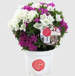 Traubenmyrthe Ø 30 cm 23 cm Topf