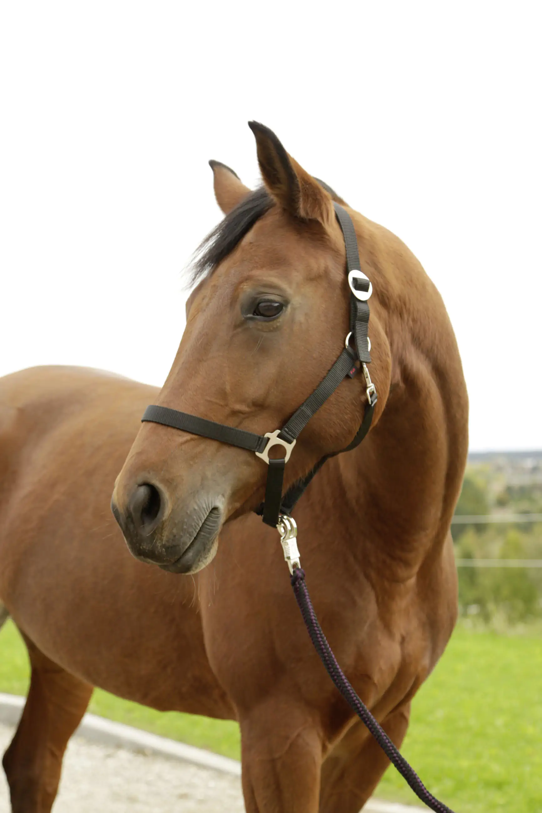 Kerbl Nylonhalfter Hippo, Shetty schwarz