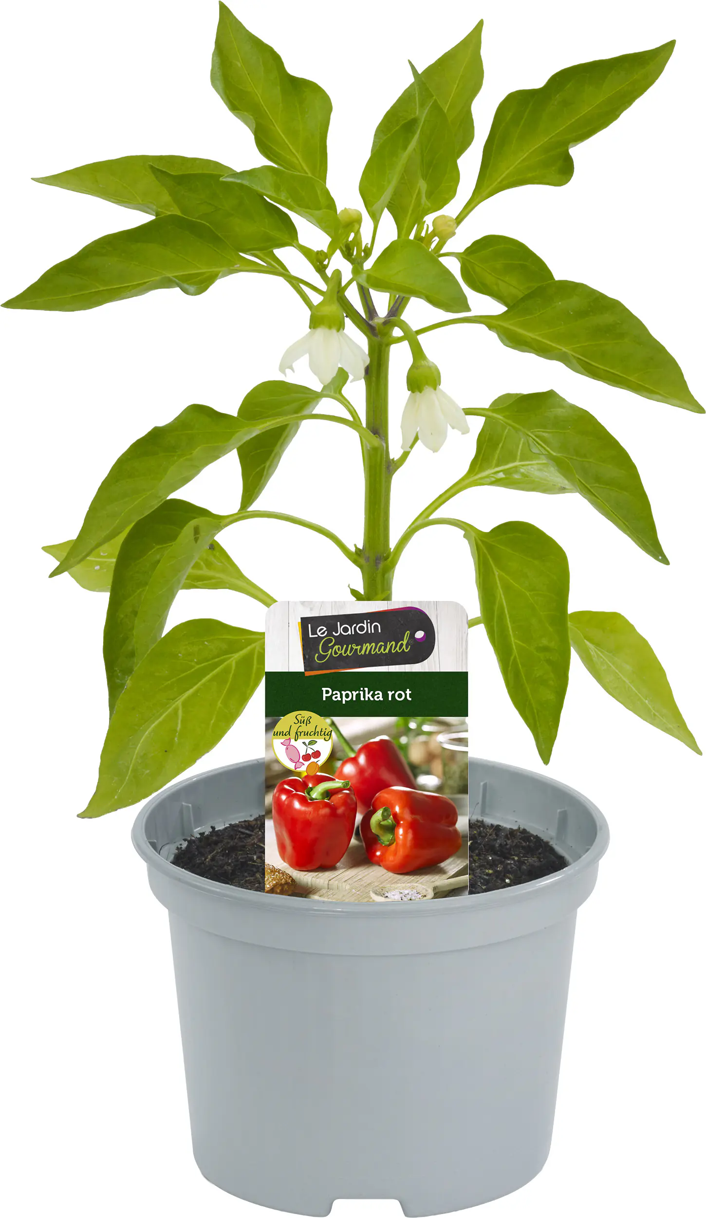 Resistente Gemüsepflanzen Snackpaprika Capsicum rot 12 cm Topf