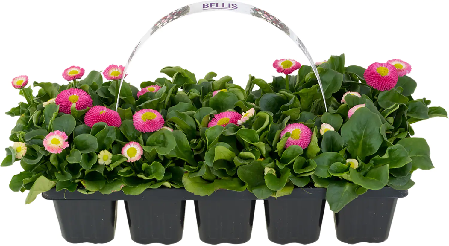 8717929979202_01 Gänseblümchen Bellis H ca. 10 cm 10er Pack