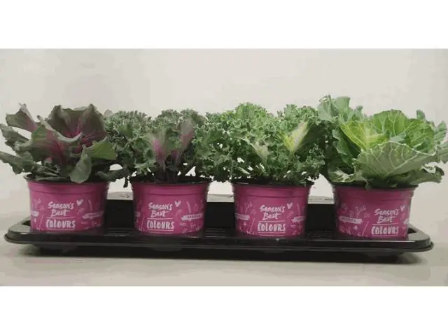 Zierkohl 12 cm Topf
