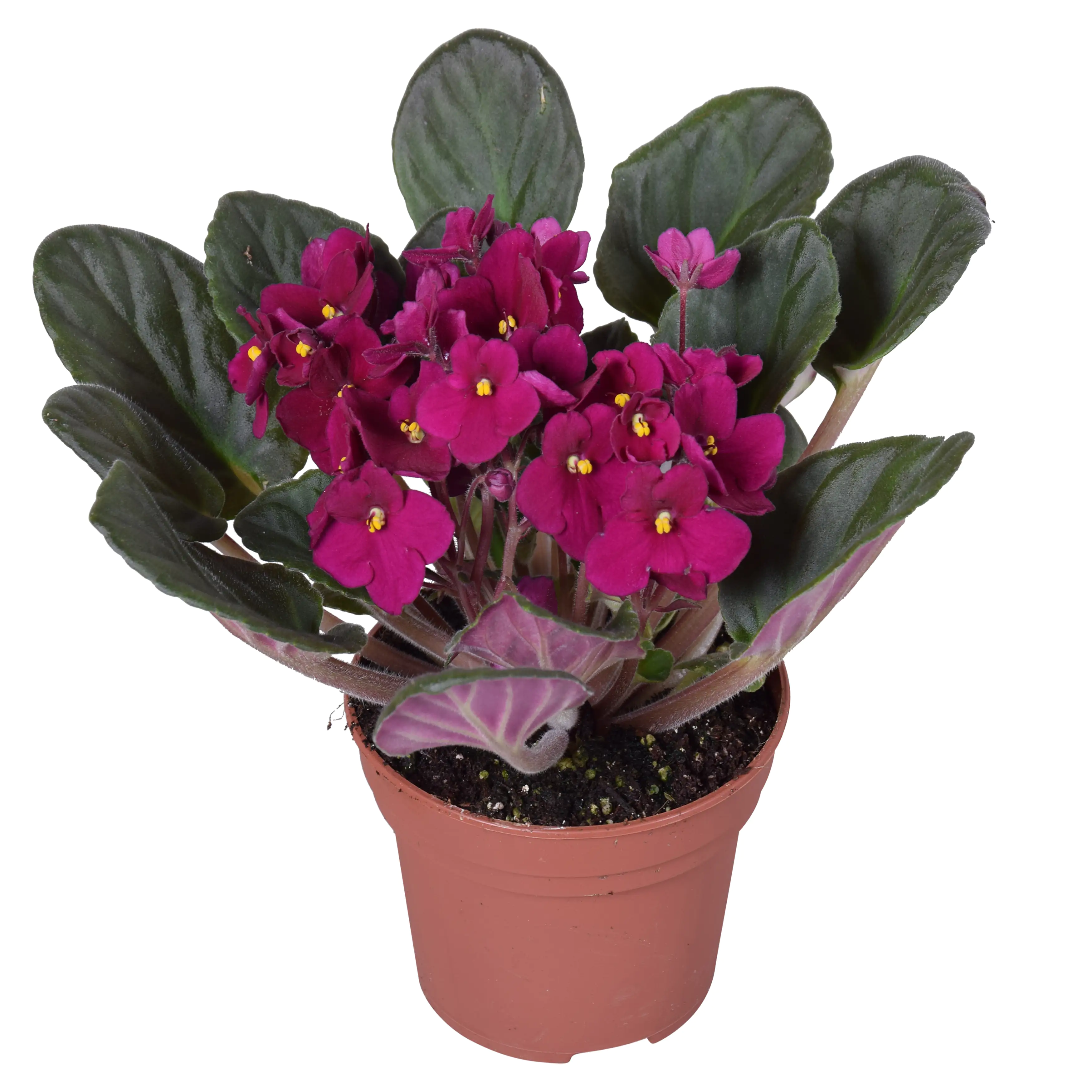 Usambaraveilchen Saintpaulia 12 cm Topf Usambaraveilchen Saintpaulia 12 cm Topf