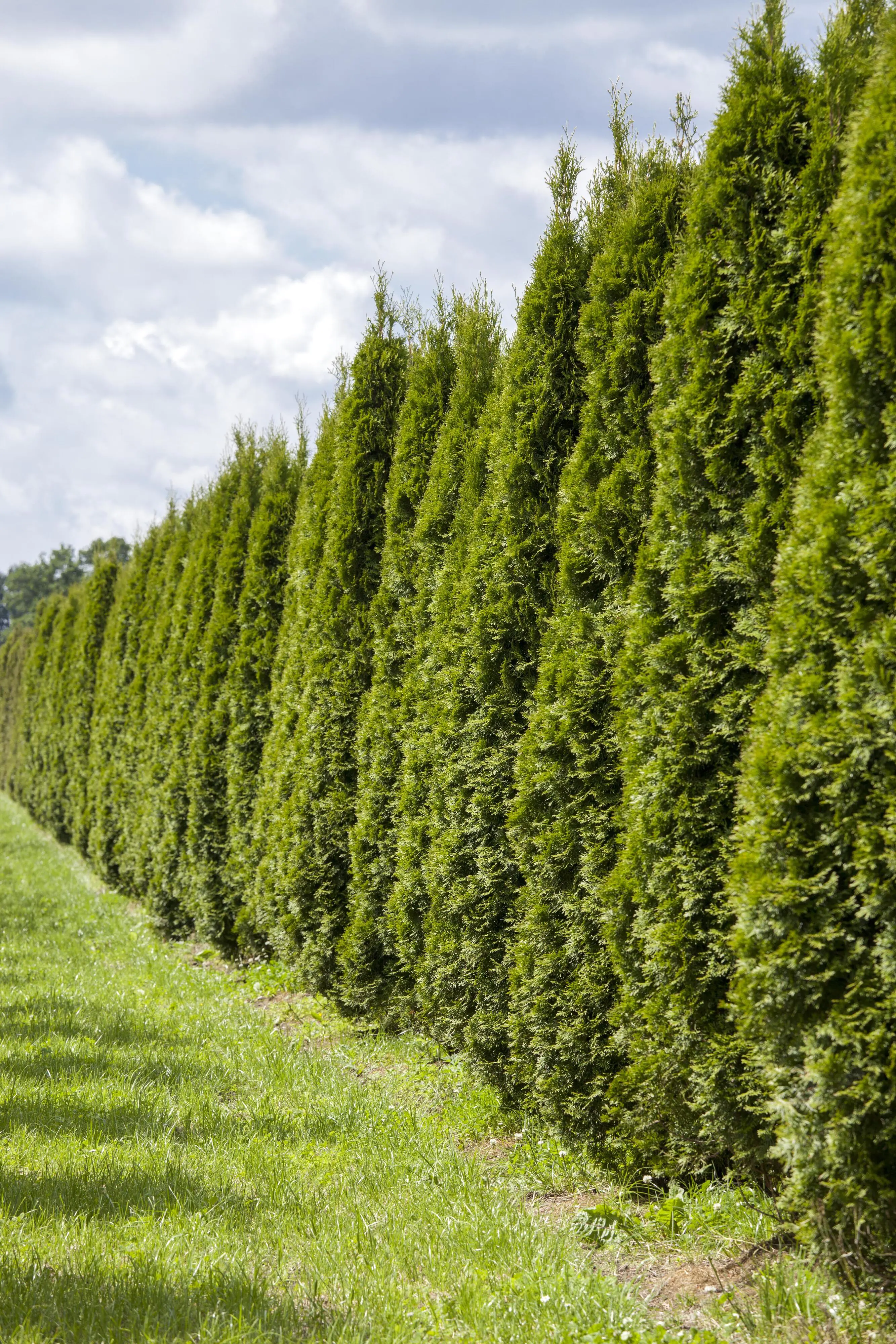 Lebensbaum Thuja occ. Smaragd H 160 - 180 cm, 15 Stück Lebensbaum Thuja occ. Smaragd H 160 - 180 cm, 15 Stück