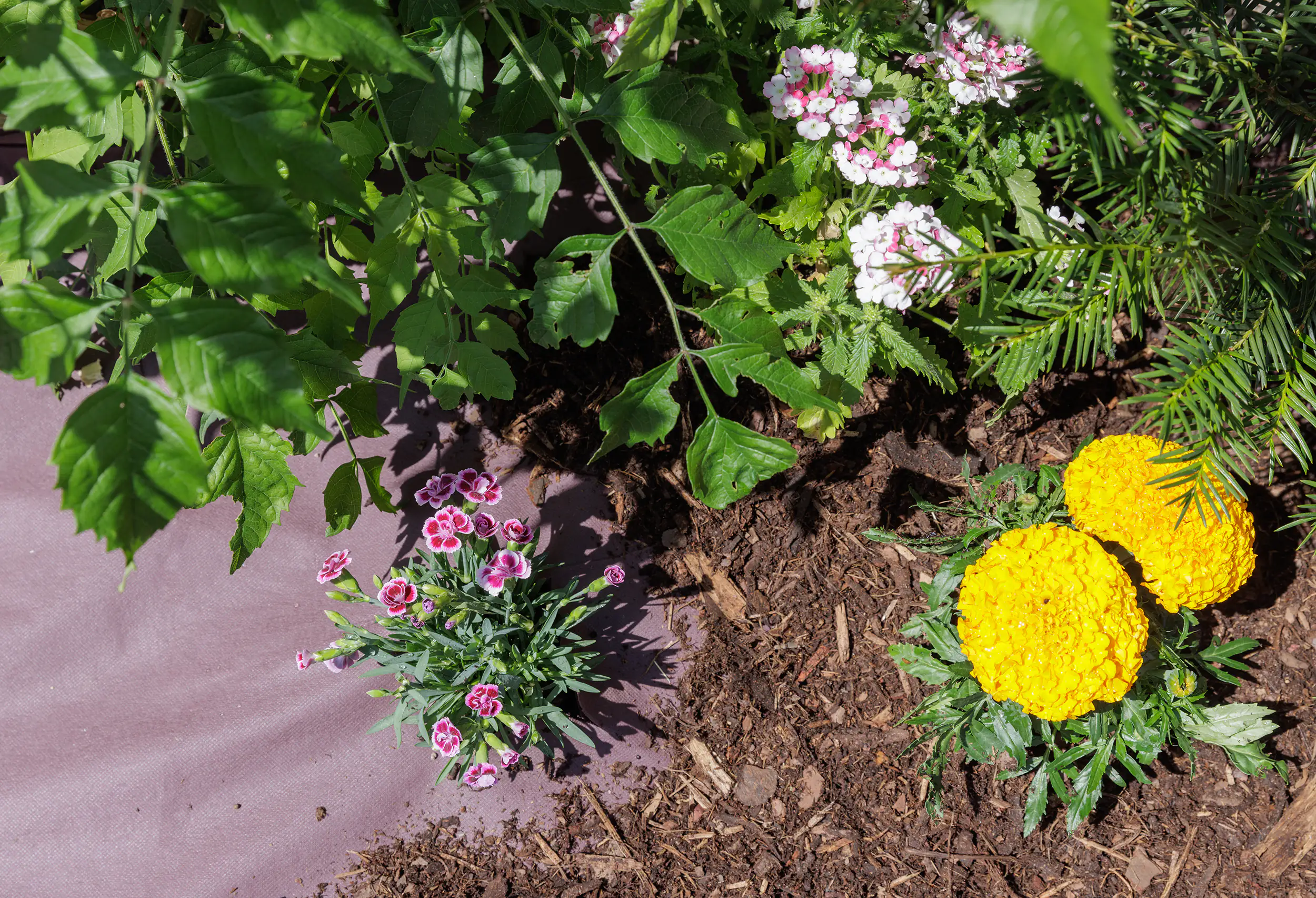 TrendLine Heckenvlies 0,5 x 20 m