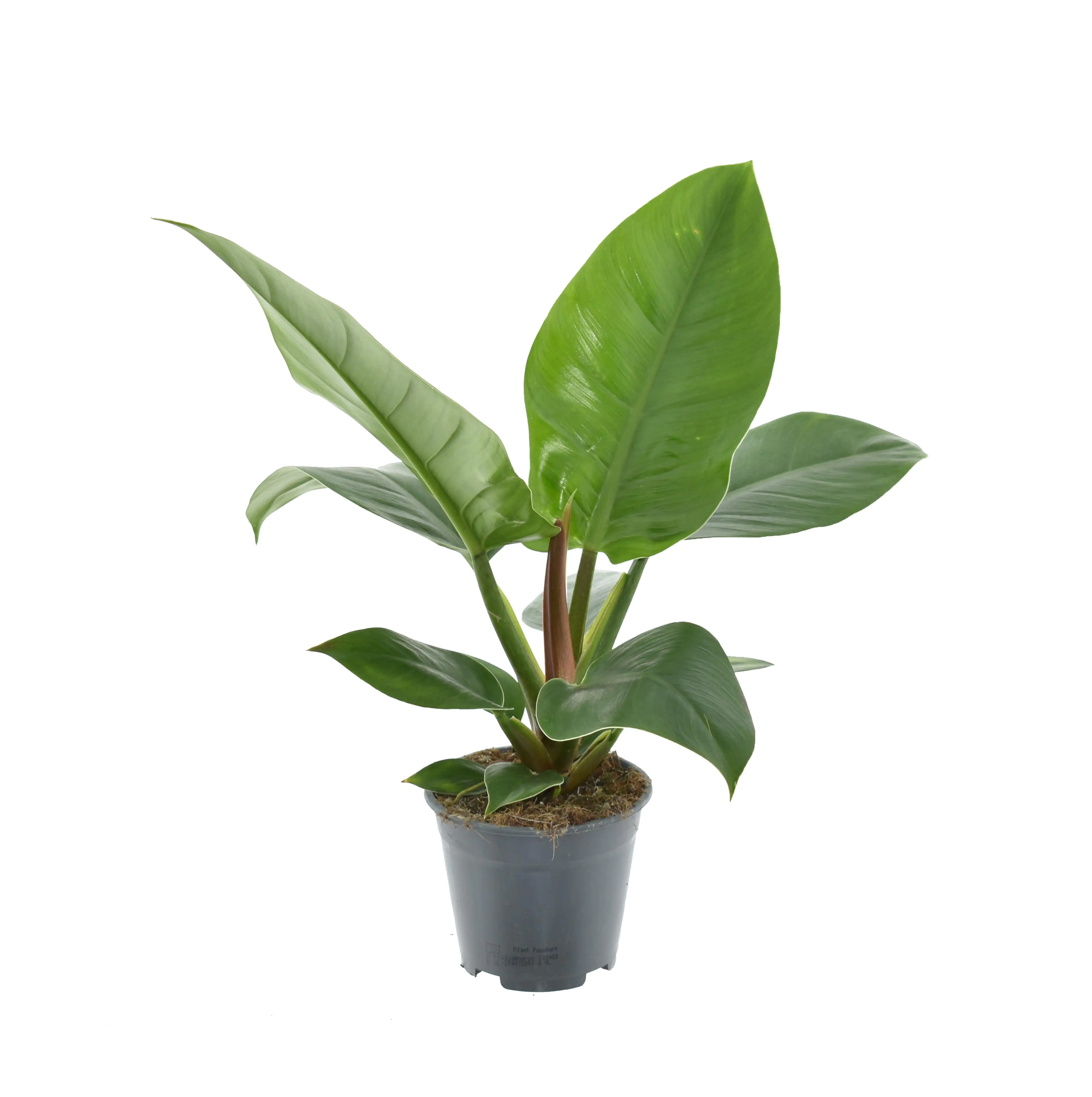 Exotische Grünpflanzen 30 - 55 cm hoch 14 cm Topf