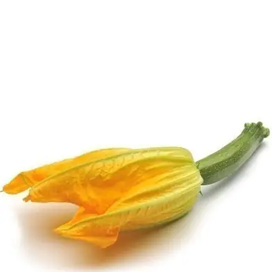 Cucurbita pepo Snackzucchini 12 cm Topf