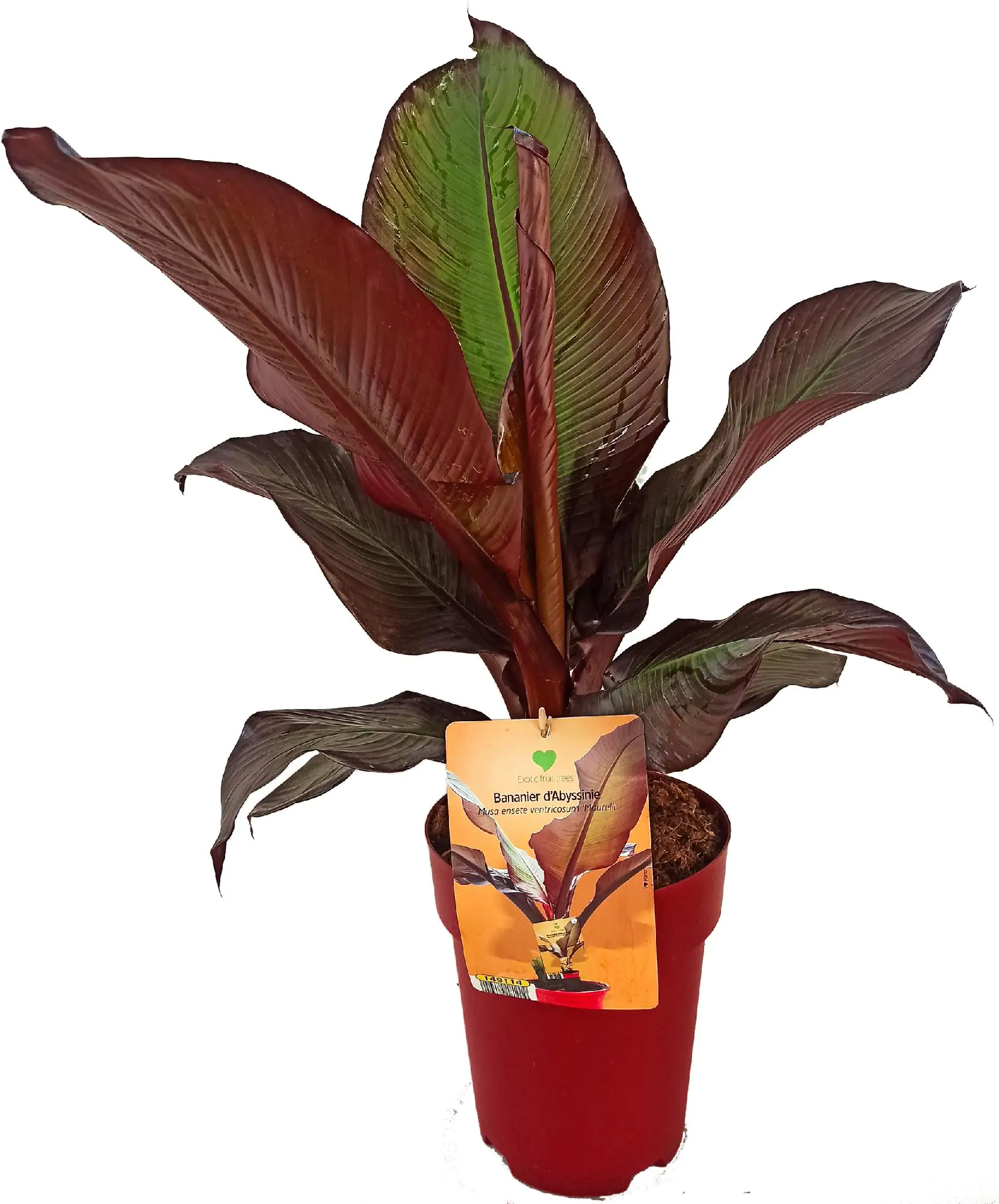 Bananenpflanze Musa H ca 80 cm 25 cm Topf