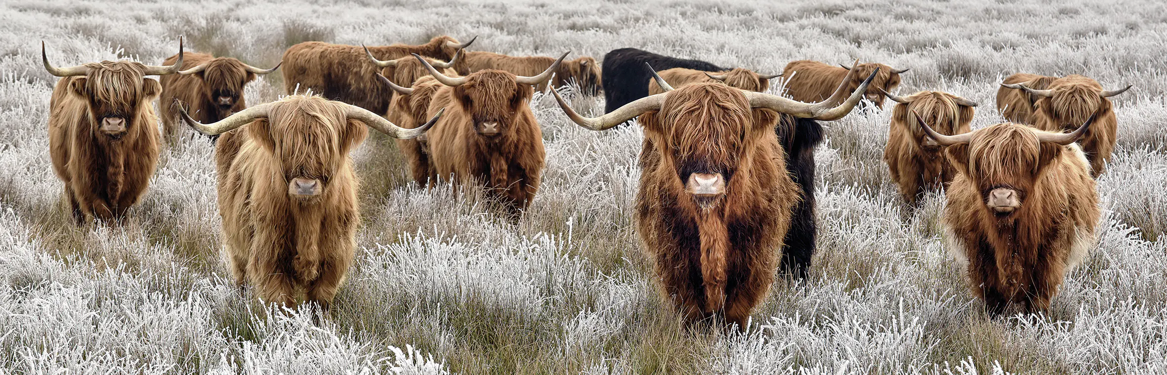 Keilrahmenbild Hochlandrinder 140 x 45 cm