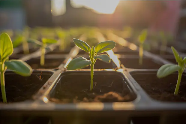 Kleine Pflanzen-Setzlinge