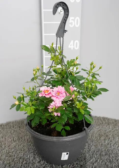 Rosen-Ampel Amirose 27 cm Topf 