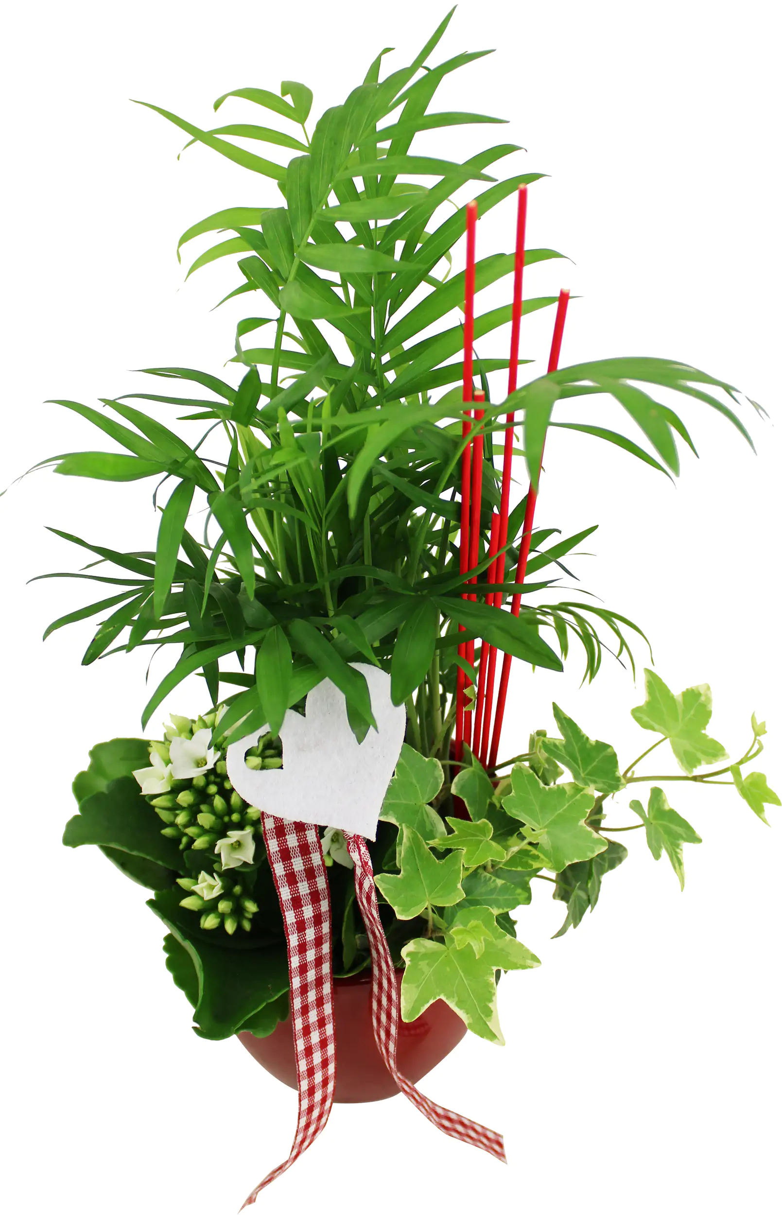 Arrangement für Innen im 11 cm Topf