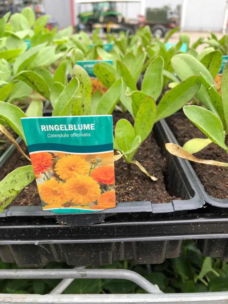 Ringelblume 6er-Schale