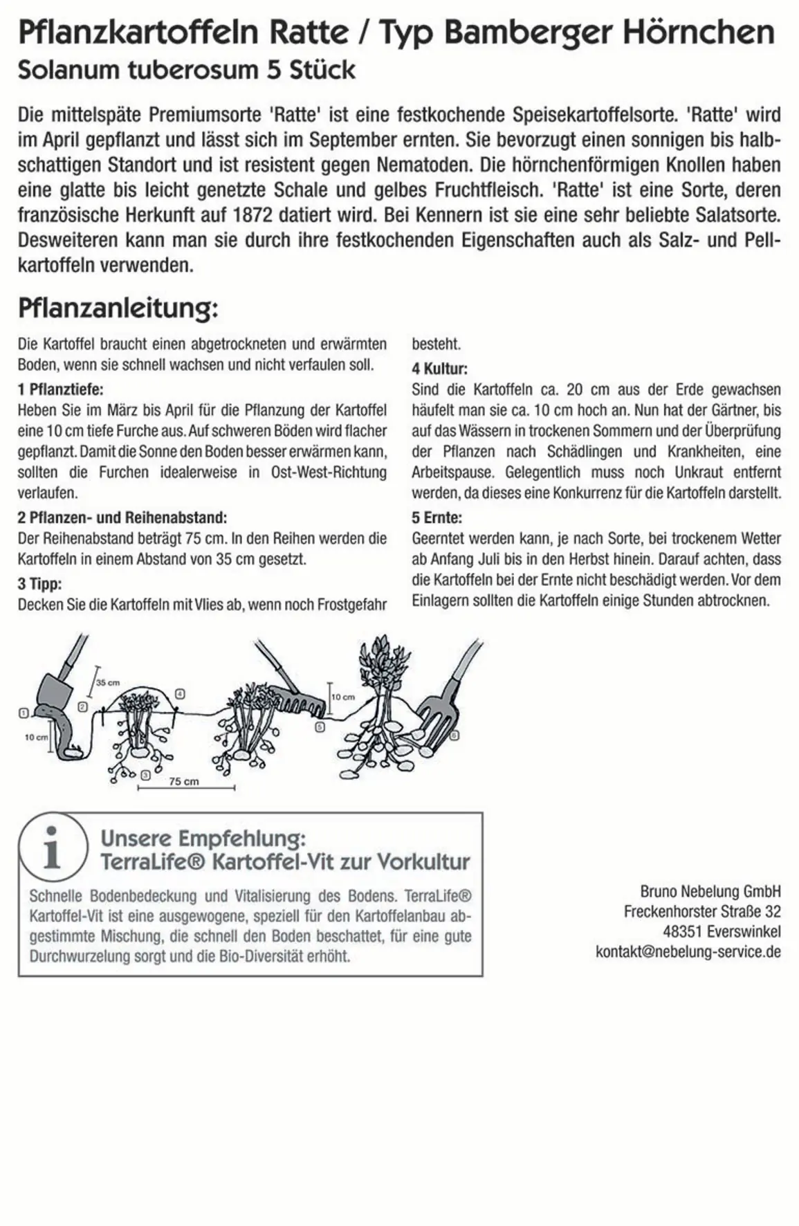 Kiepenkerl Pflanzkartoffel Ratte/Bamberger Hörnchen 5 Stück Kiepenkerl Pflanzkartoffel Ratte/Bamberger Hörnchen 5 Stück